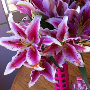 Meet your Posher, Gina